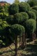 Jałowiec chiński strzyżony ( bonsai)