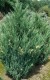 Jałowiec chiński Stricta Variegata