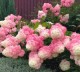 Hortensja bukietowa Vanilla Fraise