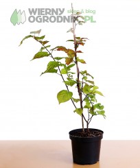Aktinidia pstrolistna 'Dr Szymanowski'