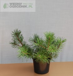 Sosna górska subsp. Mugo-Mughus