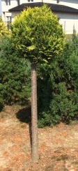 Cyprysik lawsona strzyżony (bonsai)