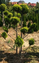 Cyprysik lawsona strzyżony wiele kul ( bonsai)