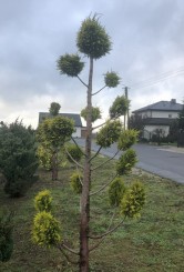 Cyprysik lawsona strzyżony wiele kul ( bonsai)
