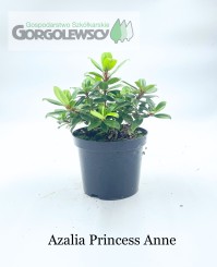 Azalia japońska Princess Anne