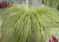 Turzyca włosista Frosted Curls
