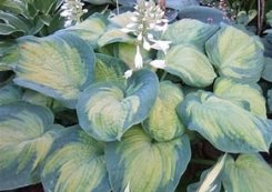 Funkia ogrodowa Color Glory