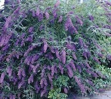 Budleja Davida Nanho Blue