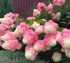 Hortensja bukietowa Vanilla Fraise