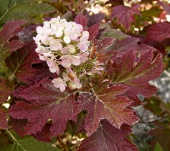 Hortensja dębolistna Burgundy