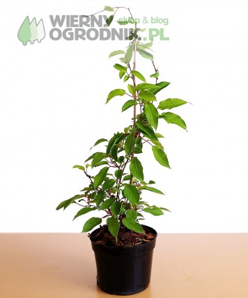 Aktinidia ostrolistna 'Issai