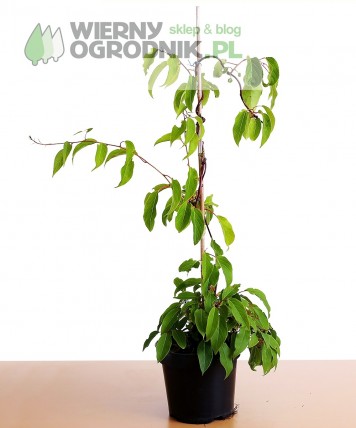 Aktinidia ostrolistna 'Male' Aktinidia ostrolistna 'Male'