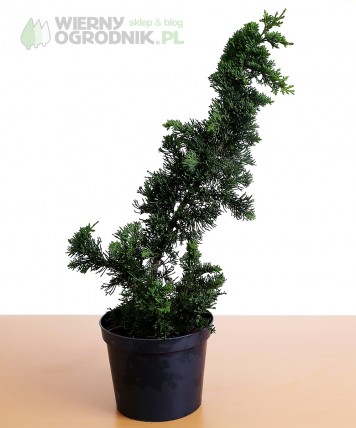 Cyprysik lawsona 'Wisselii' Cyprysik lawsona 'Wisselii'