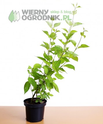 Dereń biały Dereń biały