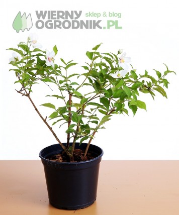 Jaśminowiec wonny 'Belle Etoile' Jaśminowiec wonny 'Belle Etoile'