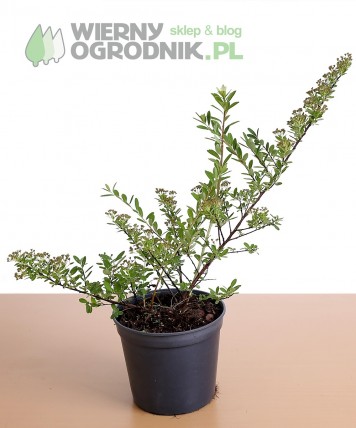 Tawuła norweska 'Grefscheim' Tawuła norweska 'Grefscheim'