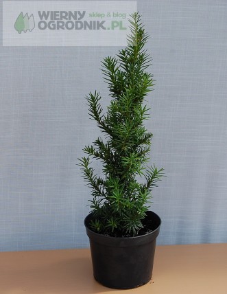 Cis pośredni 'Hattfieldii' Cis pośredni 'Hattfieldii'