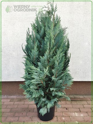 Cyprysik lawsona 'Columnaris' Cyprysik lawsona 'Columnaris'
