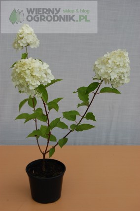 Hortensja bukietowa 'Grandiflora Hortensja bukietowa 'Grandiflora