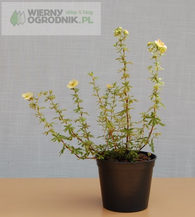 Pięciornik krzewiasty 'Red Ace' Pięciornik krzewiasty 'Red Ace'