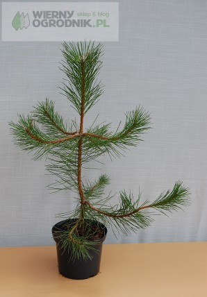 Sosna czarna subsp. Austriaca Sosna czarna subsp. Austriaca