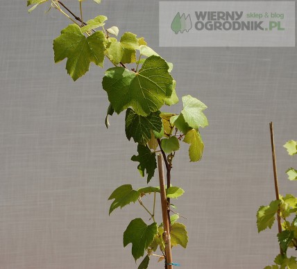 Winorośl 'Kristaly' Winorośl 'Kristaly'