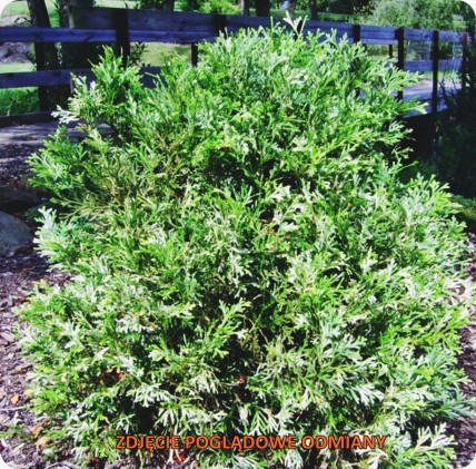 Żywotnikowiec japoński 'Variegata' Żywotnikowiec japoński 'Variegata'