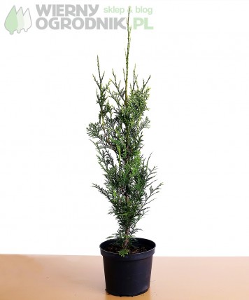 Żywotnik zachodni 'Aureospicata' - Tuja Żywotnik zachodni 'Aureospicata' - Tuja