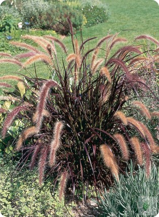 Rozplenica szczecinkowata 'Rubrum' Rozplenica szczecinkowata 'Rubrum'