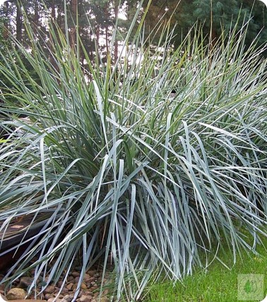 Wydmuchrzyca piaskowa 'Glaneus' Wydmuchrzyca piaskowa 'Glaneus'