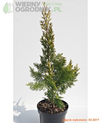 Cyprysik Lawsona 'Golden Wonder' Cyprysik Lawsona 'Golden Wonder'