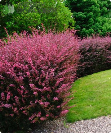 Berberys Thunberga 'Rose Glow' Berberys Thunberga 'Rose Glow'