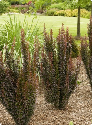Berberys Thunberga 'Helmond Pillar' Berberys Thunberga 'Helmond Pillar'