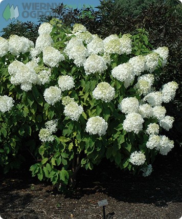 Hortensja bukietowa 'Phantom' Hortensja bukietowa 'Phantom'