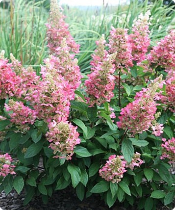 Hortensja bukietowa 'Pink Diamond' Hortensja bukietowa 'Pink Diamond'