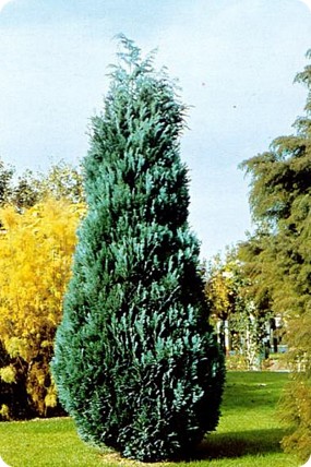 Cyprysik lawsona 'Alumi' Cyprysik lawsona 'Alumi'