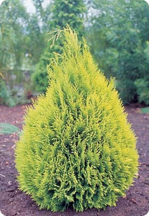 Cyprysik lawsona 'Alumigold' Cyprysik lawsona 'Alumigold'