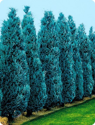 Cyprysik lawsona 'Columnaris' Cyprysik lawsona 'Columnaris'