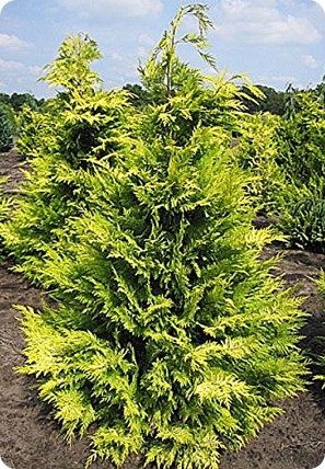 Cyprysik Lawsona 'Golden Wonder' Cyprysik Lawsona 'Golden Wonder'