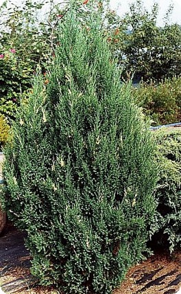 Jałowiec chiński 'Stricta Variegata' Jałowiec chiński 'Stricta Variegata'
