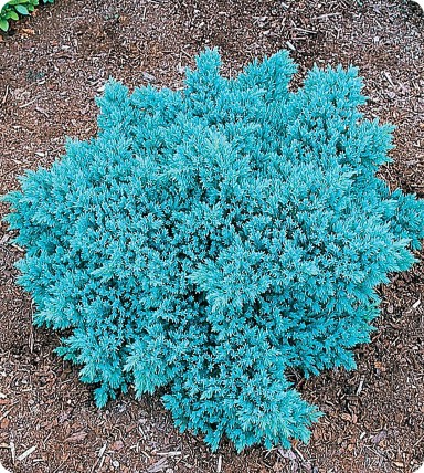 Jałowiec łuskowy 'Blue Star' Jałowiec łuskowy 'Blue Star'