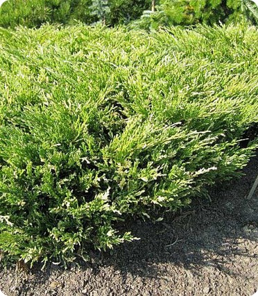 Jałowiec płożący 'Andorra Variegata' Jałowiec płożący 'Andorra Variegata'