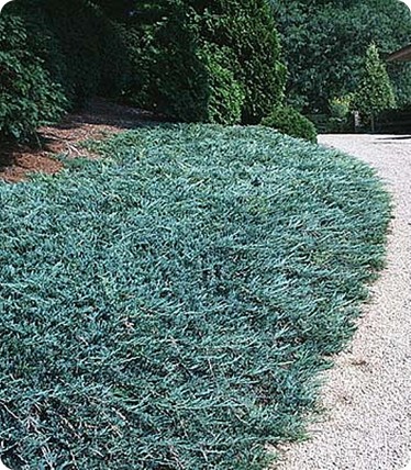 Jałowiec płożący 'Blue Chip' Jałowiec płożący 'Blue Chip'