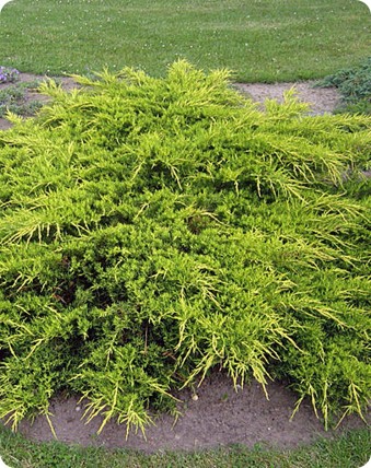 Jałowiec pośredni 'Pfitzeriana Aurea' Jałowiec pośredni 'Pfitzeriana Aurea'