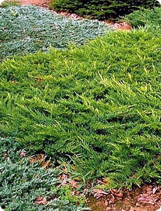 Jałowiec sabiński 'Broadmoor' Jałowiec sabiński 'Broadmoor'