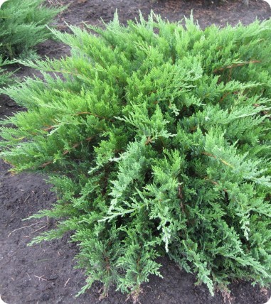 Jałowiec sabiński 'Tamariscifolia' Jałowiec sabiński 'Tamariscifolia'