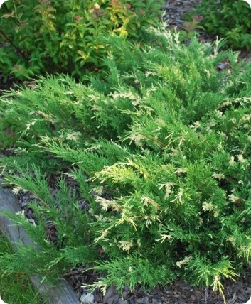 Jałowiec sabiński 'Variegata' Jałowiec sabiński 'Variegata'