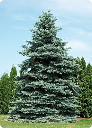 Świerk kłujący 'Glauca' Świerk kłujący 'Glauca'