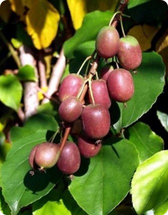 Aktinidia ostrolistna 'Ken's Red' Aktinidia ostrolistna 'Ken's Red'