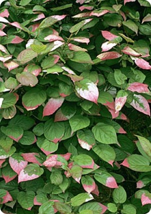 Aktinidia ostrolistna 'Male' Aktinidia ostrolistna 'Male'